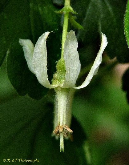 {Ribes curvatum}